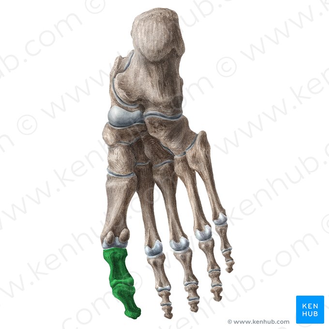 Great toe (Hallux); Image: Liene Znotina