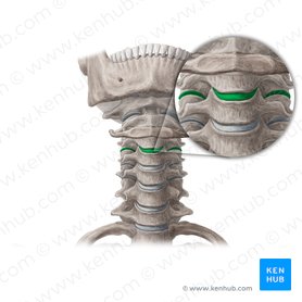 Articulationes intervertebrales (Zwischenwirbelgelenke); Bild: Yousun Koh