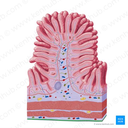 Mesothelium (Mesothel); Bild: Paul Kim