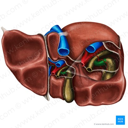 Cystic duct (Ductus cysticus); Image: Irina Münstermann