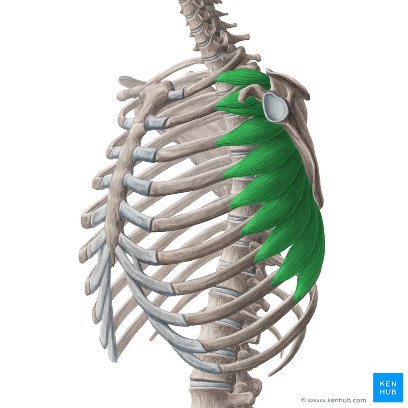 Serratus anterior muscle (Musculus serratus anterior)