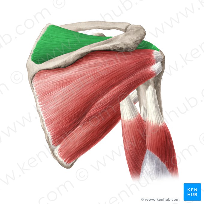 Músculo supraespinal (Musculus supraspinatus); Imagem: Yousun Koh