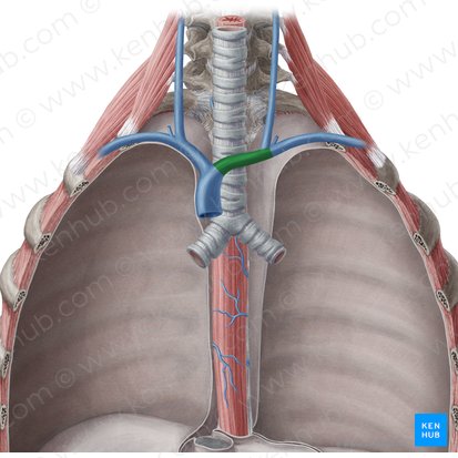 Left brachiocephalic vein (Vena brachiocephalica sinistra); Image: Yousun Koh