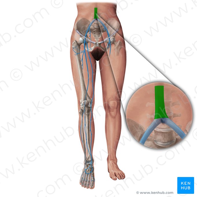 Vena cava inferior; Imagen: Paul Kim