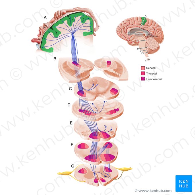 Motor cortex (Cortex motorius); Image: Paul Kim