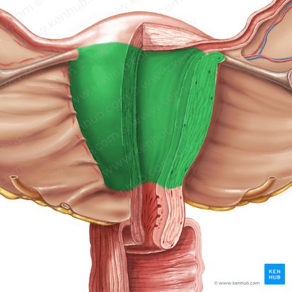 Corpus uteri (Gebärmutterkörper); Bild: Samantha Zimmerman