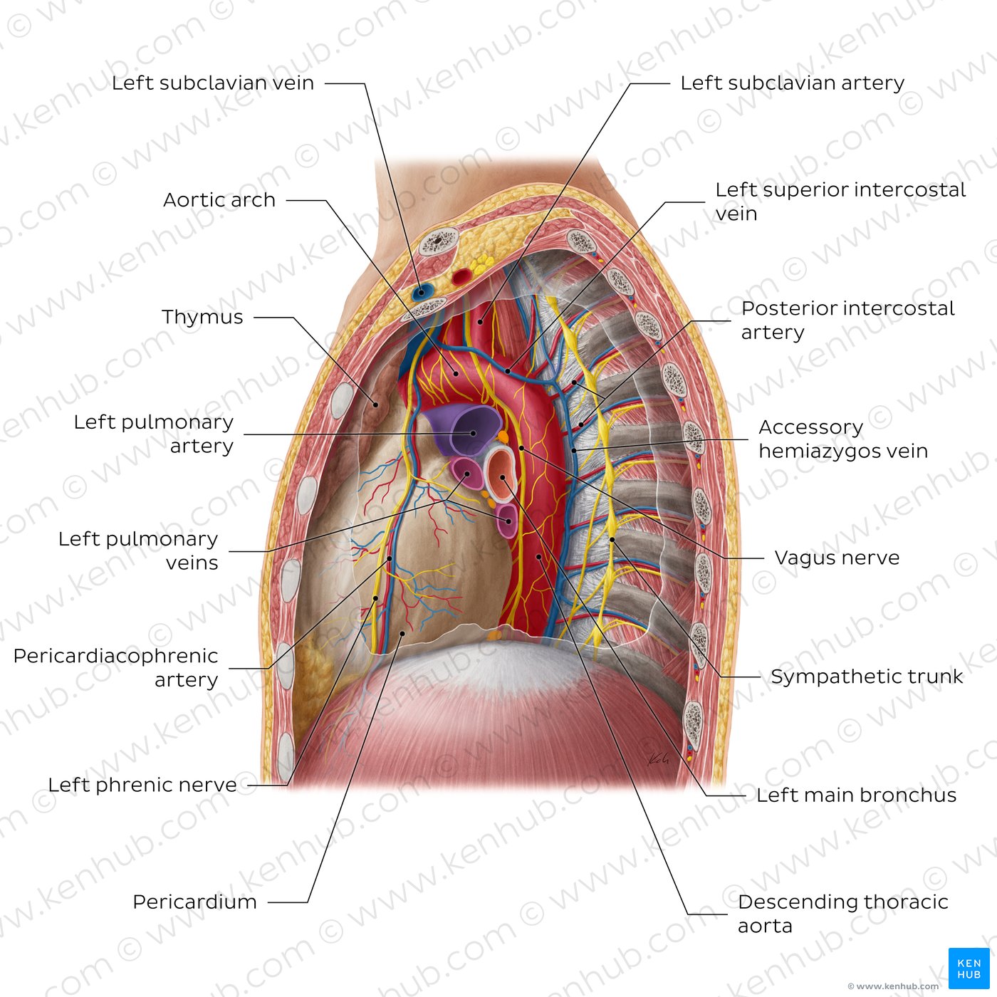 Contents of the mediastinum: Left lateral view