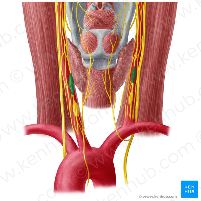 Middle cervical ganglion (Ganglion cervicale medium); Image: Yousun Koh