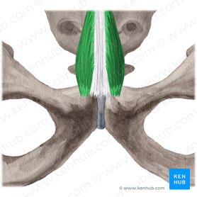 Pyramidalis muscle (Musculus pyramidalis); Image: Yousun Koh
