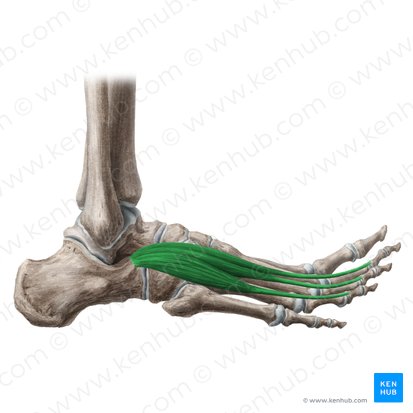 Músculo extensor corto de los dedos (Musculus extensor digitorum brevis); Imagen: Liene Znotina