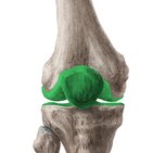 Articulación de la rodilla 