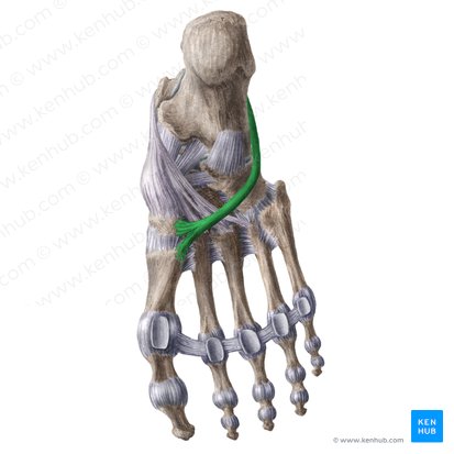 Tendon of fibularis longus muscle (Tendo musculi fibularis longus); Image: Liene Znotina