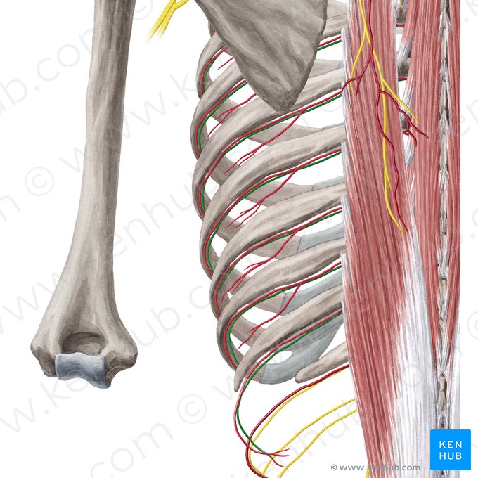 Intercostal nerve (Nervus intercostalis); Image: Yousun Koh