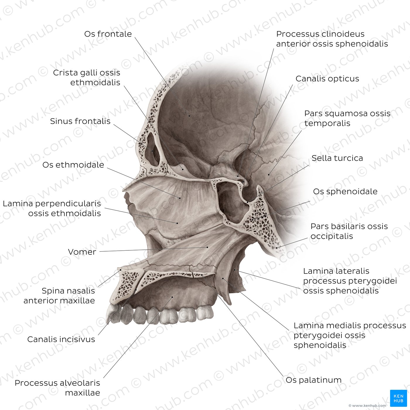 Schädel, sagittal (mit Septum)