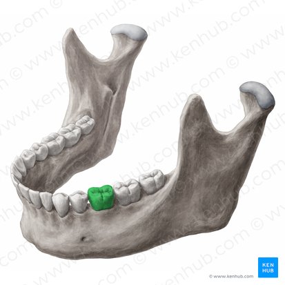 Dens molaris primus sinister mandibularis (Linker unterer 1. Molar); Bild: Yousun Koh