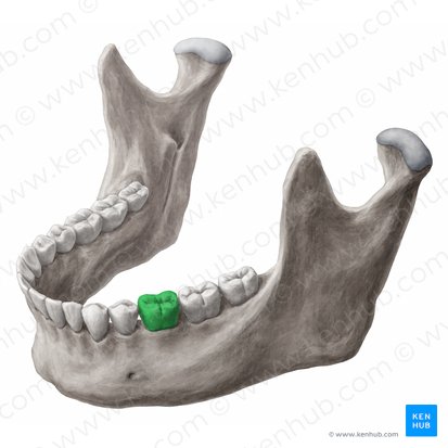 Dens molaris primus sinister mandibularis (Linker unterer erster Molar); Bild: 