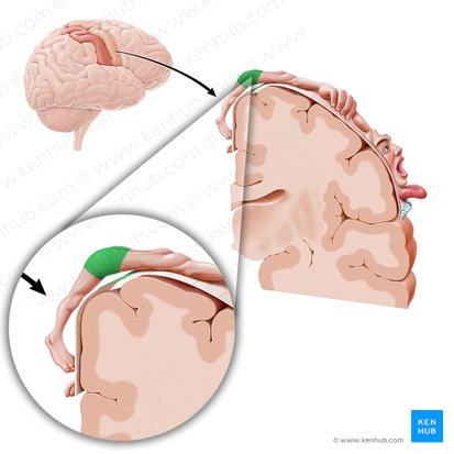 Motor cortex of hip (Cortex motorius regionis coxae); Image: Paul Kim