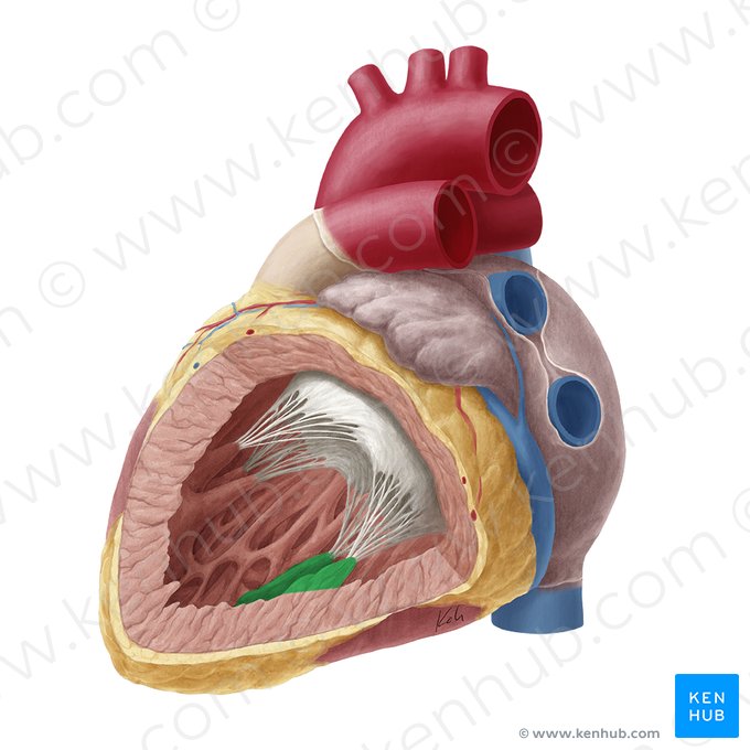 Músculo papilar posterior del ventrículo izquierdo (Musculus papillaris inferior ventriculi sinistri); Imagen: Yousun Koh