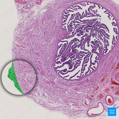 Histology Of The Female Reproductive System Kenhub