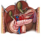 Cystic artery