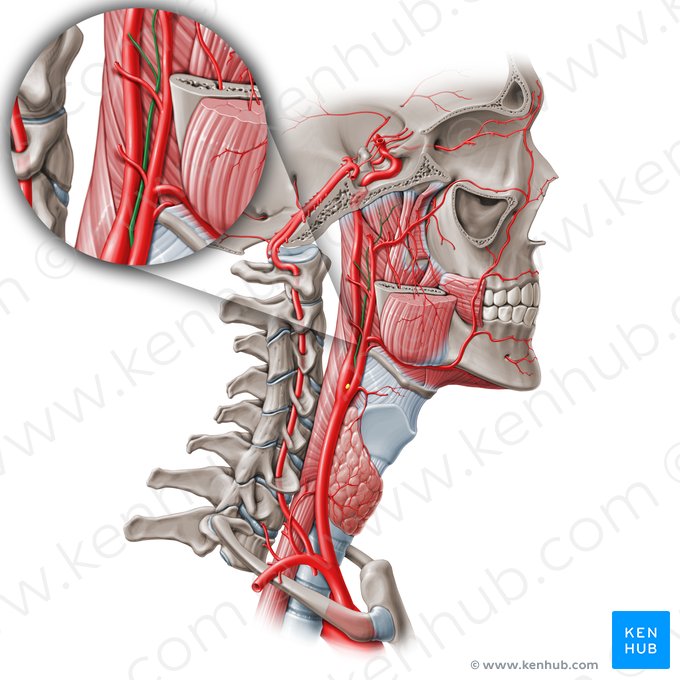 Ascending pharyngeal artery (Arteria pharyngea ascendens); Image: Paul Kim