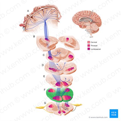 Porção caudal do bulbo raquidiano (Pars inferior medullae oblongatae); Imagem: Paul Kim