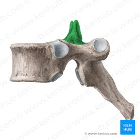 Processus articularis superior vertebrae (Oberer Gelenkfortsatz des Wirbels); Bild: Liene Znotina