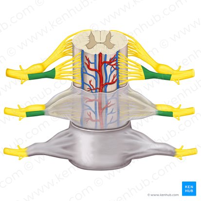 Racine antérieure du nerf spinal (Radix anterior nervi spinalis); Image : Rebecca Betts