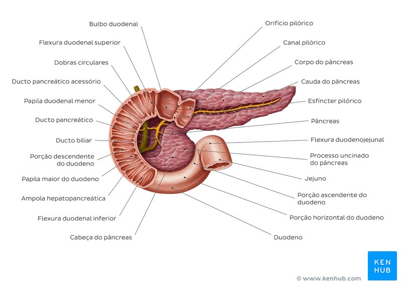 Anatomia do pâncreas - vista anterior