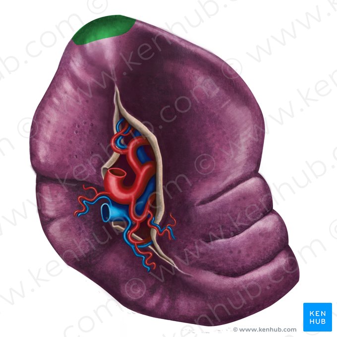 Extrémité postérieure de la rate (Extremitas posterior splenis); Image : Irina Münstermann