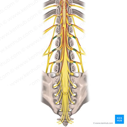 Nervios espinales L1 - L4 (Nervi spinales L1-L4); Imagen: Rebecca Betts
