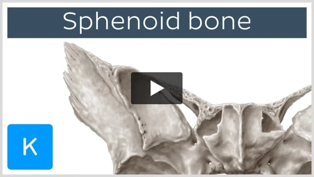 Sphenoid bone: Anatomy, function and development | Kenhub