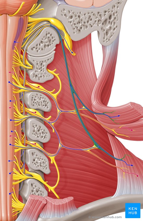 Accessory nerve - ventral view