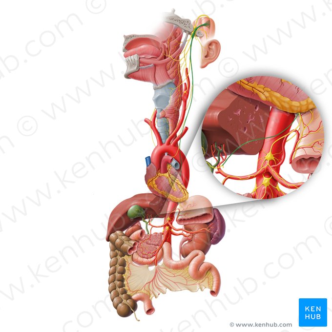 Ramo hepático del tronco vagal anterior (Ramus hepaticus trunci vagalis anterioris); Imagen: Paul Kim