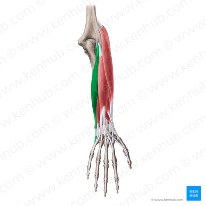 Músculo extensor ulnar do carpo (Musculus extensor carpi ulnaris); Imagem: Irina Münstermann