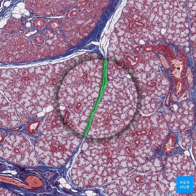 Tabique interlobulillar (Septum interlobularis); Imagen: 