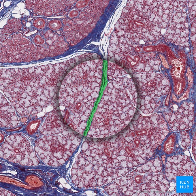 Connective tissue septum (Septum textus connectivi); Image: 