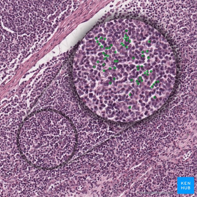 Lymphocytes (Lymphcyti); Image: 
