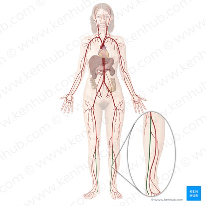 Arteria tibialis posterior (Hintere Schienbeinarterie); Bild: Begoña Rodriguez