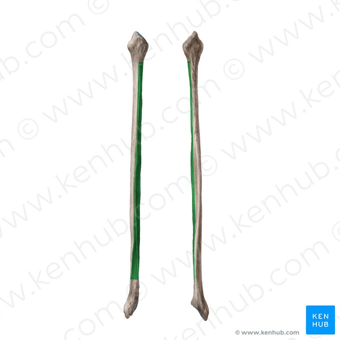 Cara medial de la fíbula (Facies medialis fibulae); Imagen: Liene Znotina