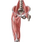 Boundaries of the femoral triangle