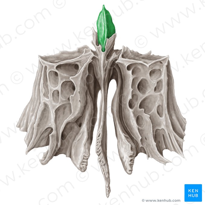 Crista galli of ethmoid bone (Crista galli ossis ethmoidalis); Image: Samantha Zimmerman