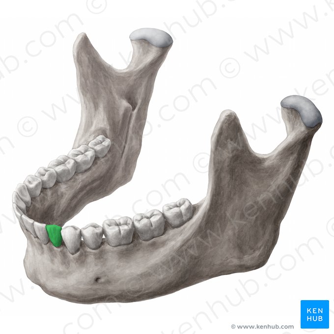 Canino inferior esquerdo (Dens caninus sinister mandibularis); Imagem: 