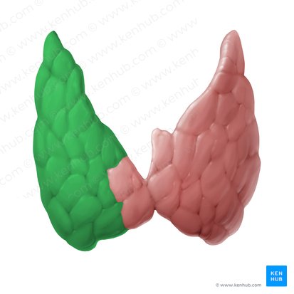 Lóbulo derecho de la glándula tiroides (Lobus dexter glandulae thyroideae); Imagen: Begoña Rodriguez