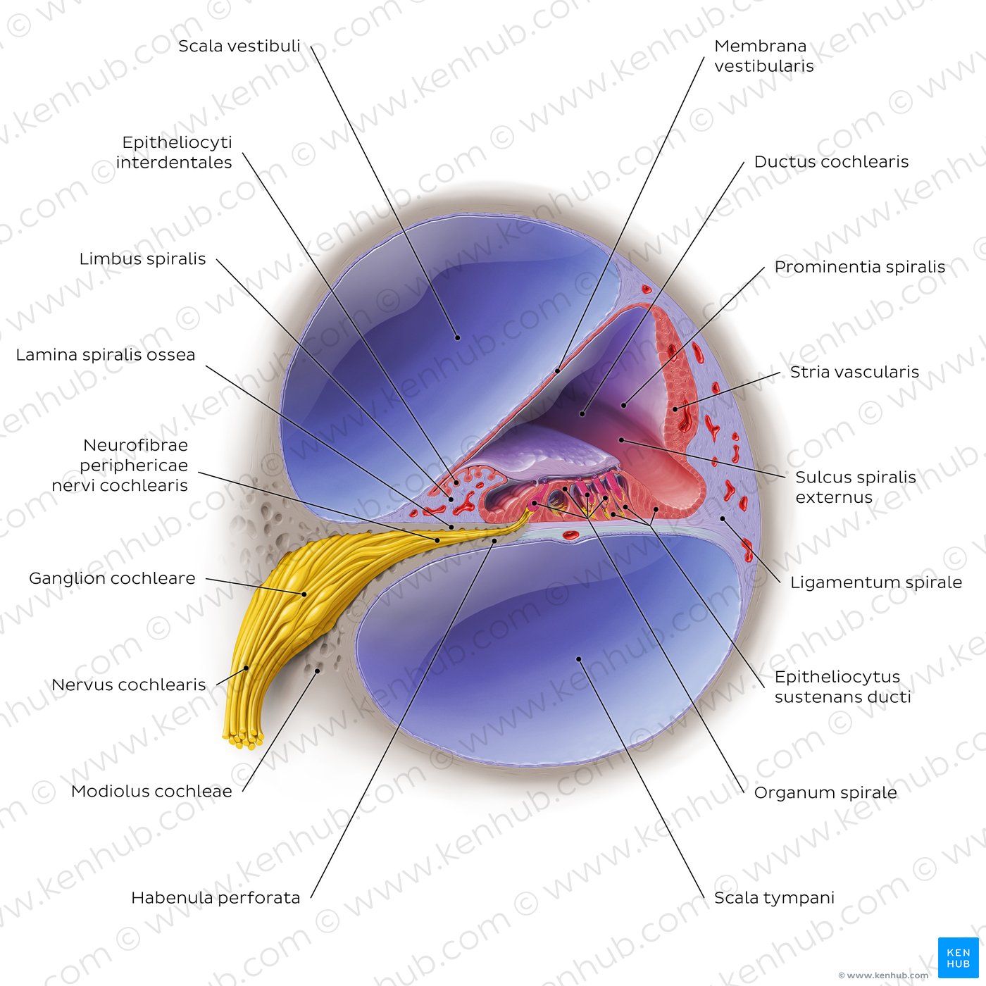 Cochlea: cross section