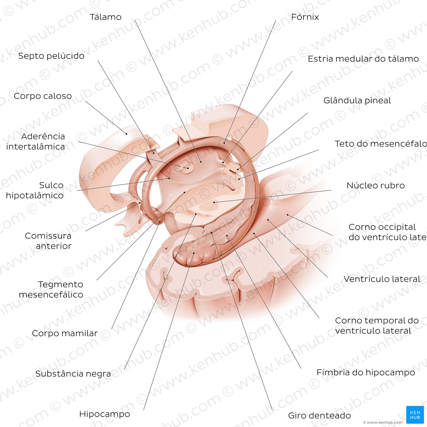Diagrama do Hipocampo