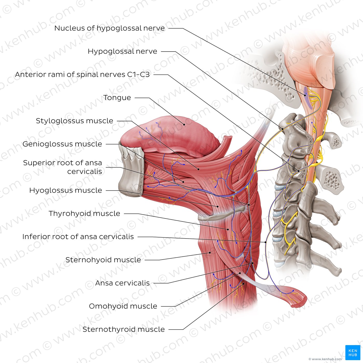 Overview of the hypoglossal nerve