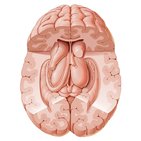 Subcortical structures