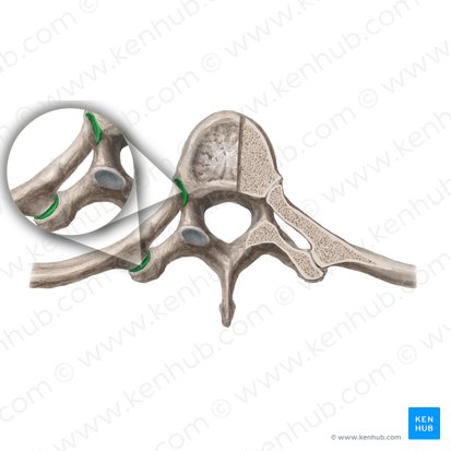 Costovertebral joints (Articulationes costovertebrales); Image: Begoña Rodriguez