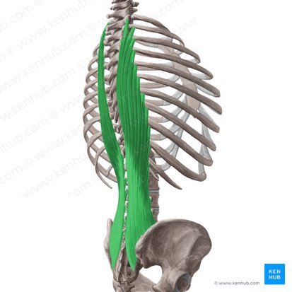 Musculus longissimus thoracis (Brustteil des langen Rückenmuskels); Bild: Yousun Koh